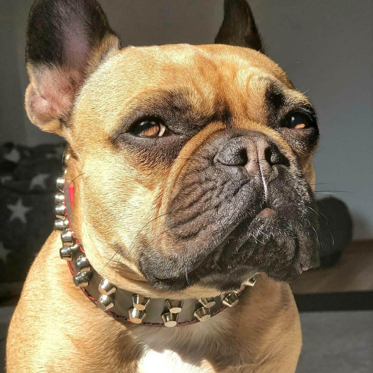 Collare "Rocky"